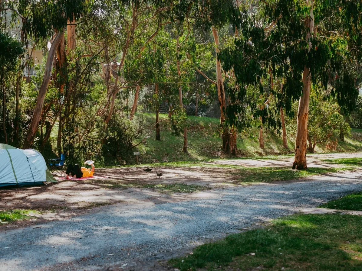 Sites amongst trees