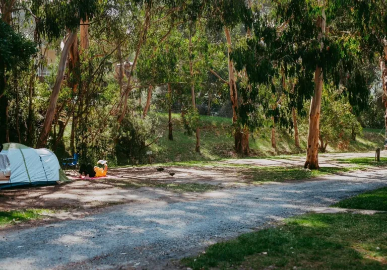 Sites amongst trees