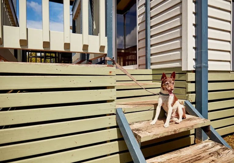 Dog friendly cabins year-round